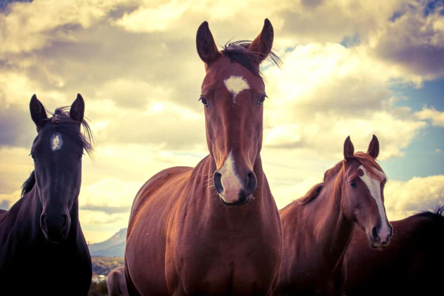 Puerto Natales: Traditional Horseback Riding Experience - Gear and Safety: Helmets and Chaps Included