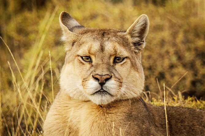 Puma Tracking Safari in Torres del Paine - Key things I’d watch for before you go