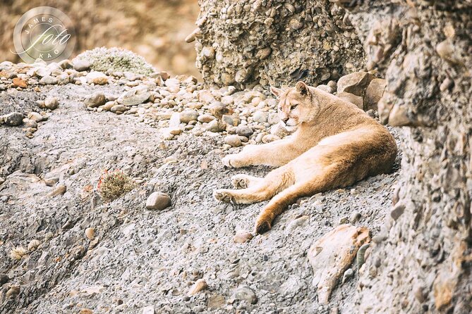 Puma Tracking Safari in Torres del Paine - Puma tracking in Torres del Paine: what this tour actually delivers
