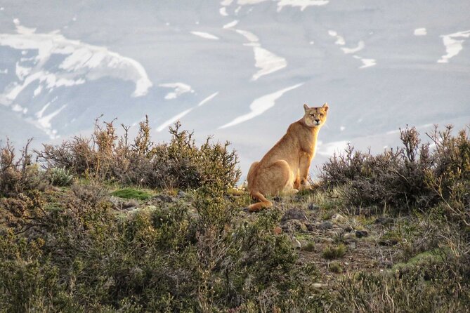 Puma Tracking Safari in Torres del Paine - Price and value: what $425 buys, and what it doesn’t