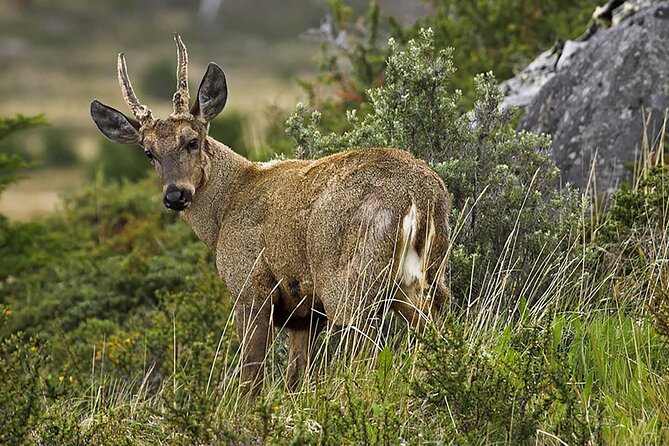 Puma Tracking Safari in Torres del Paine - Included tools and guides: binoculars plus real tracking expertise