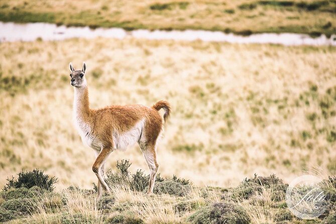 Puma Tracking Safari in Torres del Paine - Timing reality: how an 8-hour day fits with a Torres del Paine trip