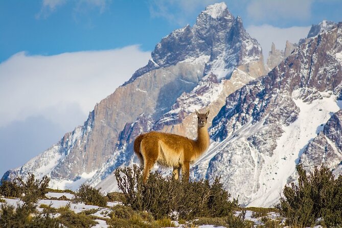 Puma Tracking Safari in Torres del Paine - Who should book this Puma tracking safari