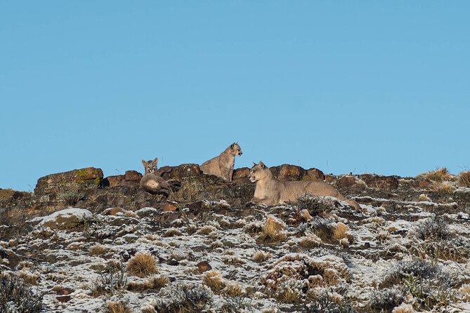 Puma Tracking Safari in Torres del Paine - Booking considerations: private tour, minimum travelers, and non-refundable terms