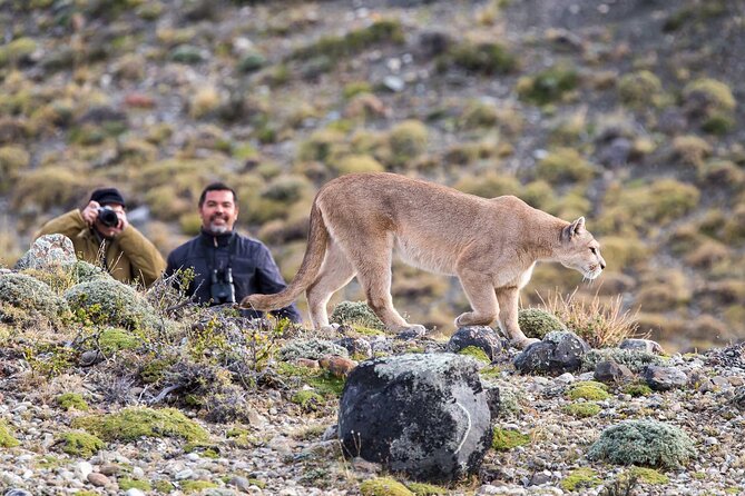 Puma Tracking Safari in Torres del Paine - Torres del Paine National Park tracking session, what to expect on the ground