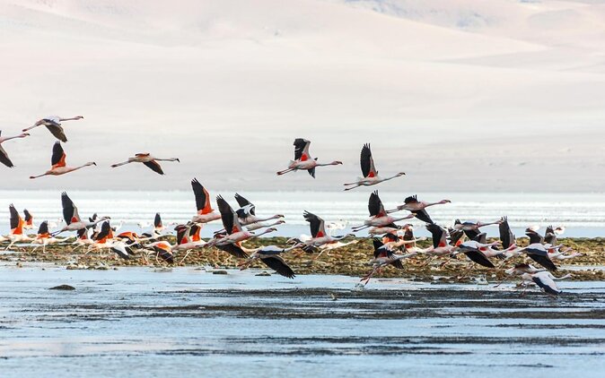 Puna Salt Flats - Full Day Tour - San Pedro de Atacama - Must Visit - Why This Puna Salt Flats Tour Fits the San Pedro Rhythm