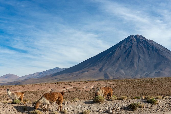 Puna Salt Flats - Full Day Tour - San Pedro de Atacama - Must Visit - Price and Logistics, the Stuff That Actually Affects Your Day