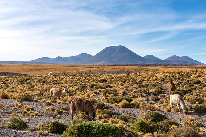 Puna Salt Flats - Full Day Tour - San Pedro de Atacama - Must Visit - Stop 4: Salar de Aguas Calientes, Roadside Color, and the Cold-Altitude Feeling