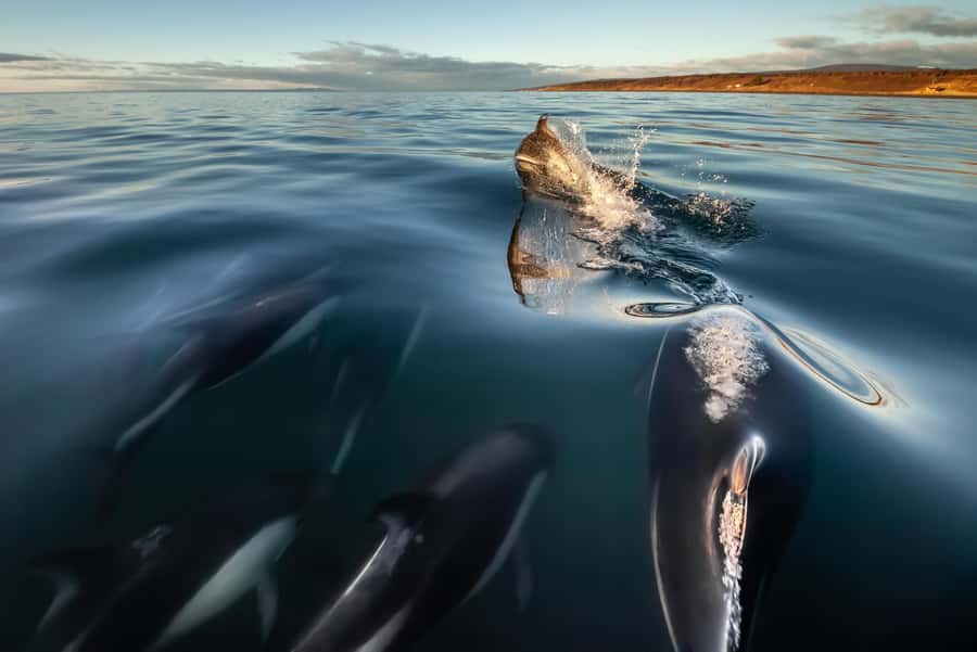 Punta Arenas: Austral Dolphin & Wildlife Watching Boat Tour - Key things that make this tour work