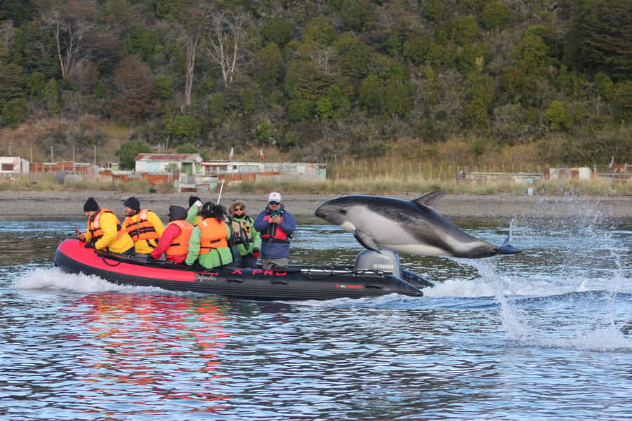 Punta Arenas: Austral Dolphin & Wildlife Watching Boat Tour - Bahía Agua Fresca Zodiac dolphin watching, the real draw
