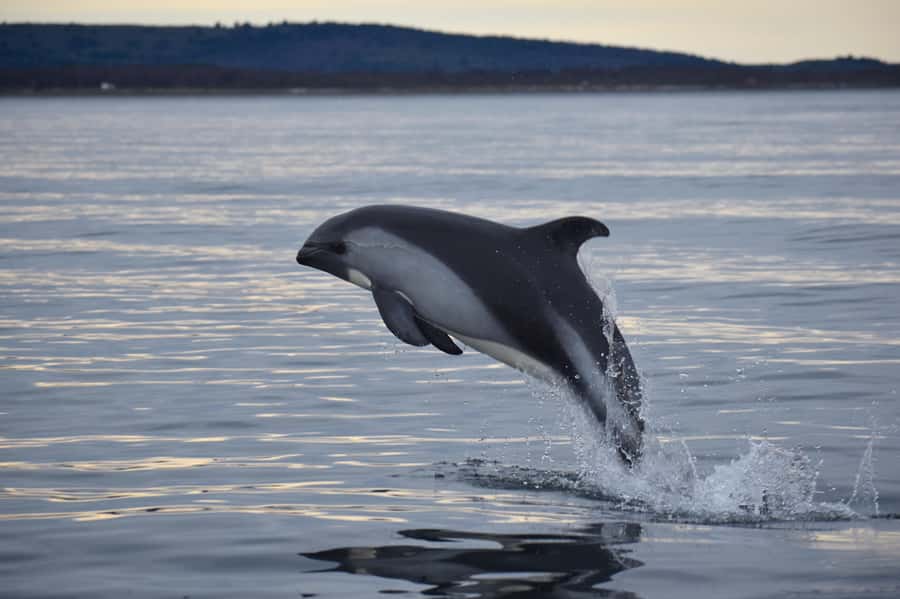 Punta Arenas: Austral Dolphin & Wildlife Watching Boat Tour - What happens during the 75 minutes on the water