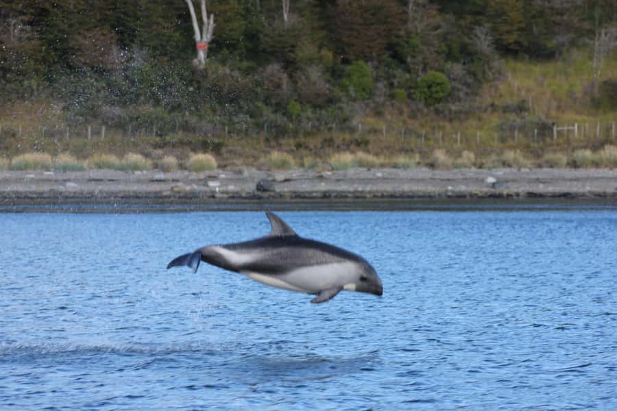 Punta Arenas: Austral Dolphin & Wildlife Watching Boat Tour - Small group, bilingual guides, and how the crew helps you see more