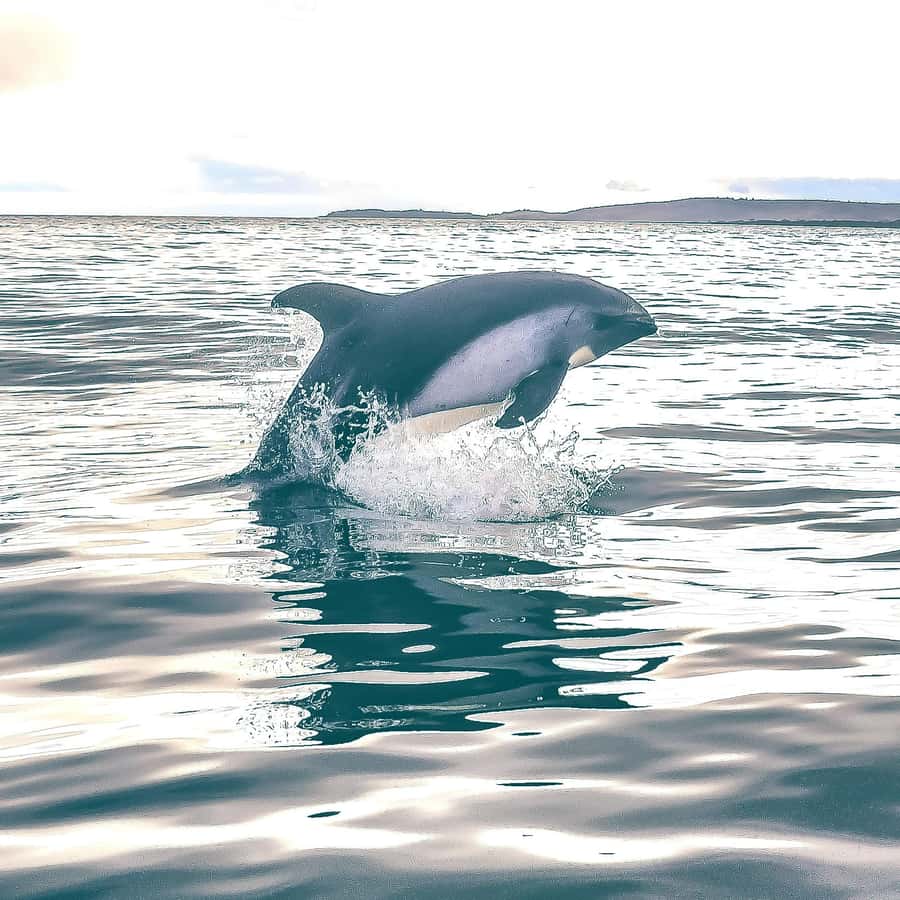 Punta Arenas: Austral Dolphin & Wildlife Watching Boat Tour - Price of $190, what you get for the money