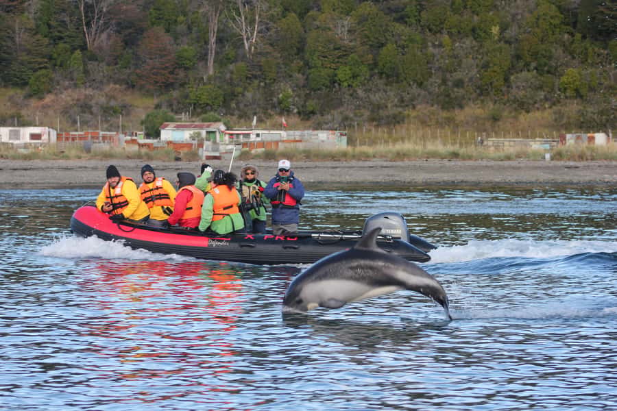 Punta Arenas: Austral Dolphin & Wildlife Watching Boat Tour - Who should go, and who should skip this ocean outing