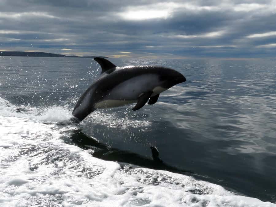 Punta Arenas: Austral Dolphin & Wildlife Watching Boat Tour - Should you book the Austral Dolphin & Wildlife Boat Tour?