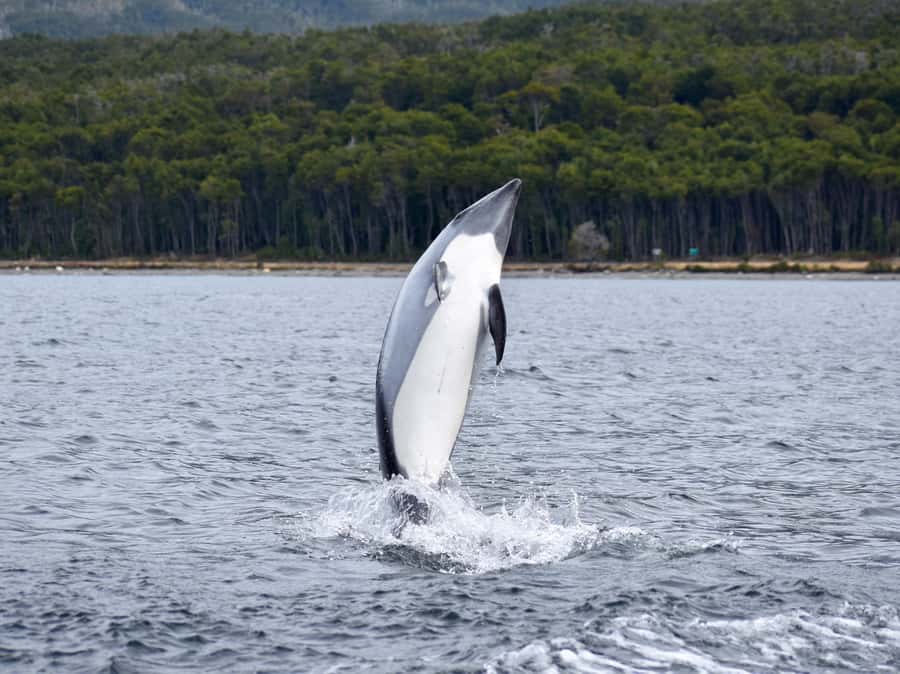 Punta Arenas: Austral Dolphin & Wildlife Watching Boat Tour - FAQ