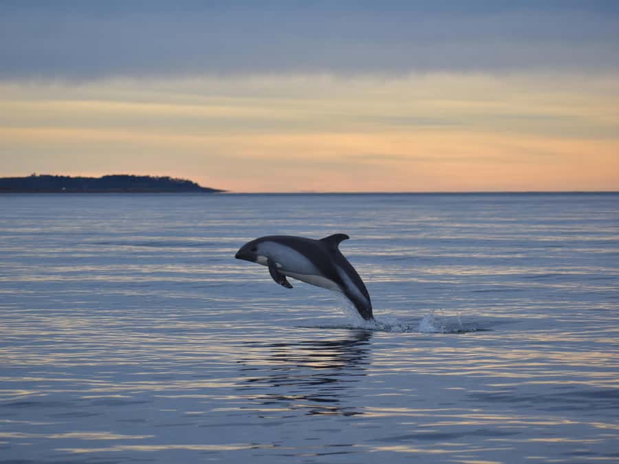 Punta Arenas: Austral Dolphin & Wildlife Watching Boat Tour - Morning logistics from Punta Arenas, timing and getting to the bay
