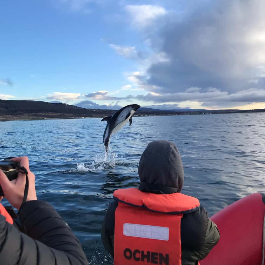 Punta Arenas: Dolphin & Wildlife Watching - Key highlights worth waking up for