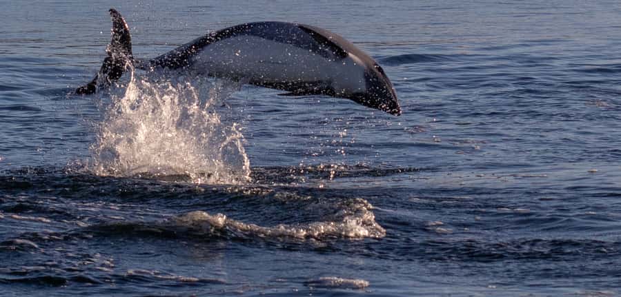 Punta Arenas: Dolphin & Wildlife Watching - Agua Fresca Bay and the ferry-and-boat spotting sequence