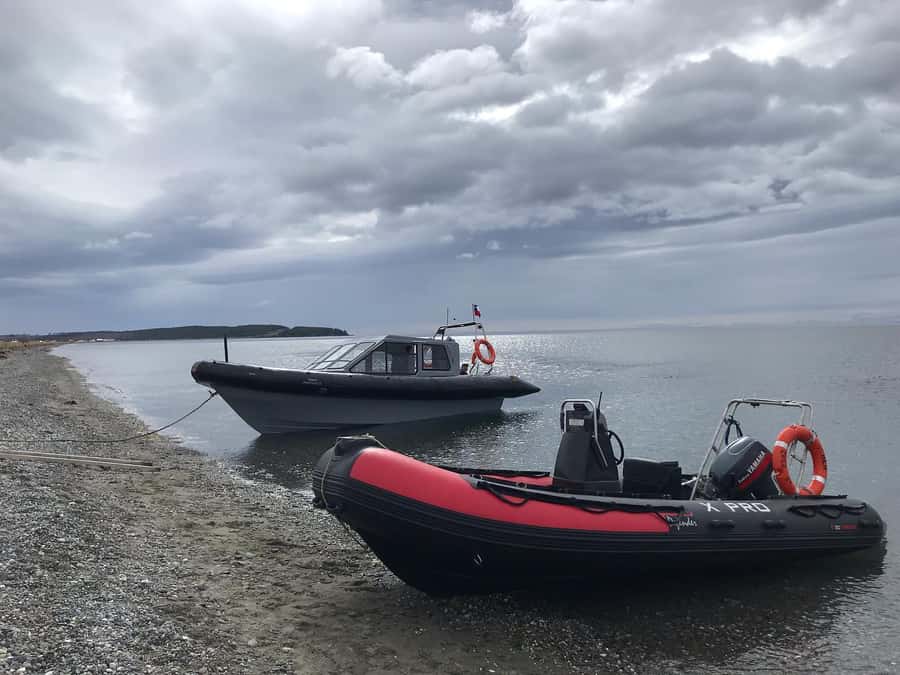 Punta Arenas: Dolphin & Wildlife Watching - What the 8:00 pickup really means for your day