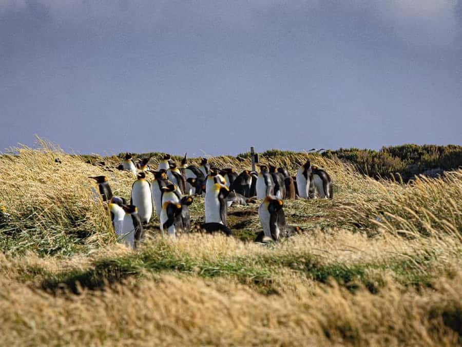 Punta Arenas: Full Day Tierra del Fuego & King Penguins - Why Punta Arenas to Tierra del Fuego is worth the effort for King Penguins