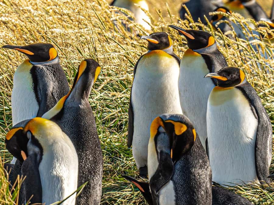 Punta Arenas: Full Day Tierra del Fuego & King Penguins - Porvenir and Cerro Sombrero: where you reset, eat local, and learn the region’s story