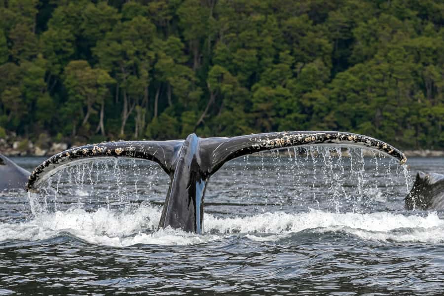 Punta Arenas: Full-Day Whales, Penguins, and Glaciers Tour - Cape Froward in one shot: whales, penguins, and glaciers all in the same day