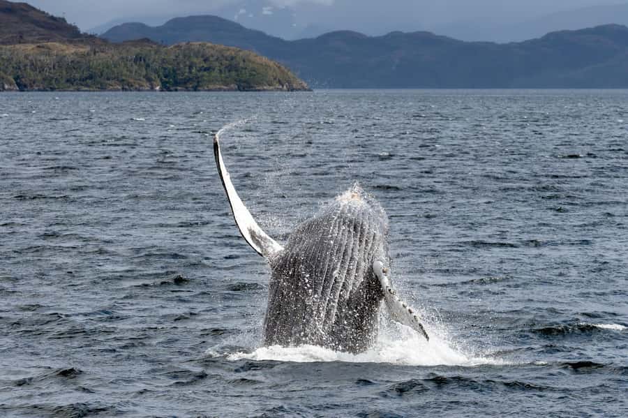 Punta Arenas: Full-Day Whales, Penguins, and Glaciers Tour - The Strait of Magellan cruising: why the sailing time is part of the deal