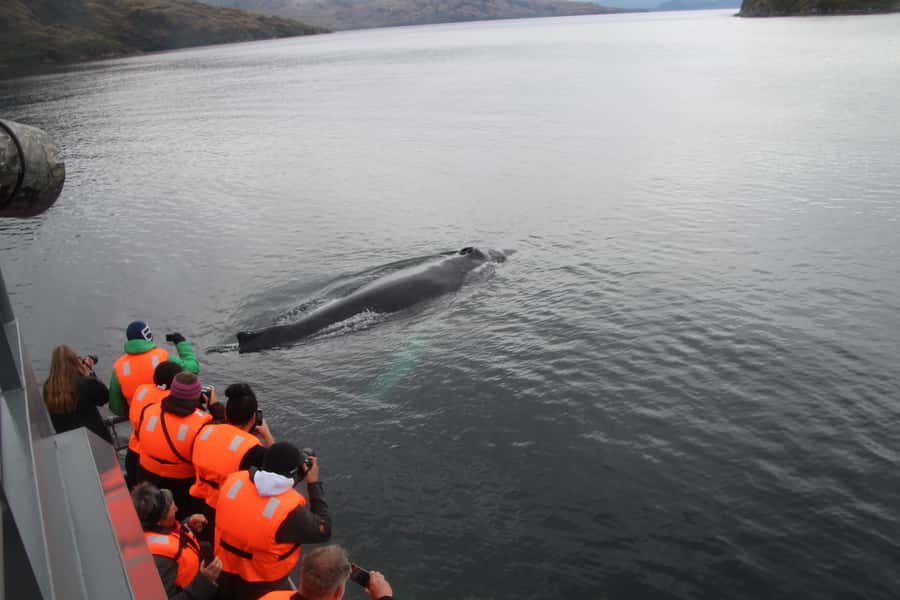 Punta Arenas: Full-Day Whales, Penguins, and Glaciers Tour - Francisco Coloane Marine Park: wildlife viewing with a full deck mindset