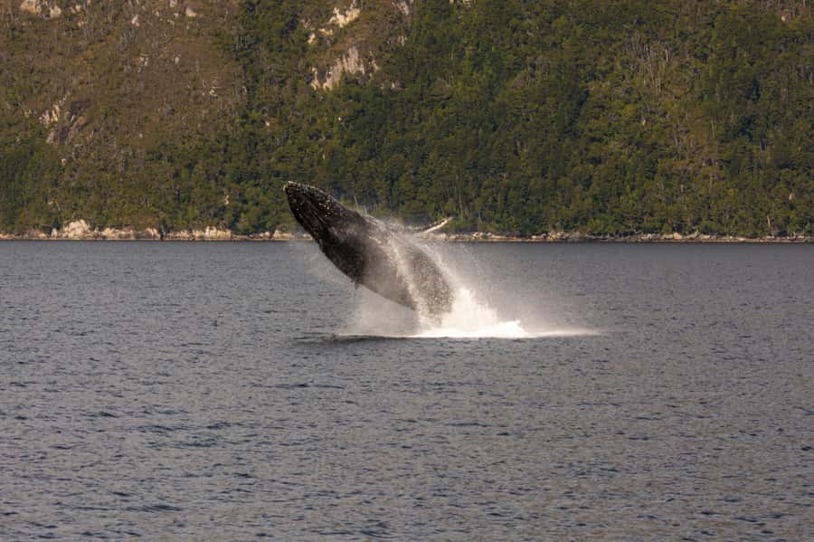 Punta Arenas: Full-Day Whales, Penguins, and Glaciers Tour - Another wildlife block and whale watching windows