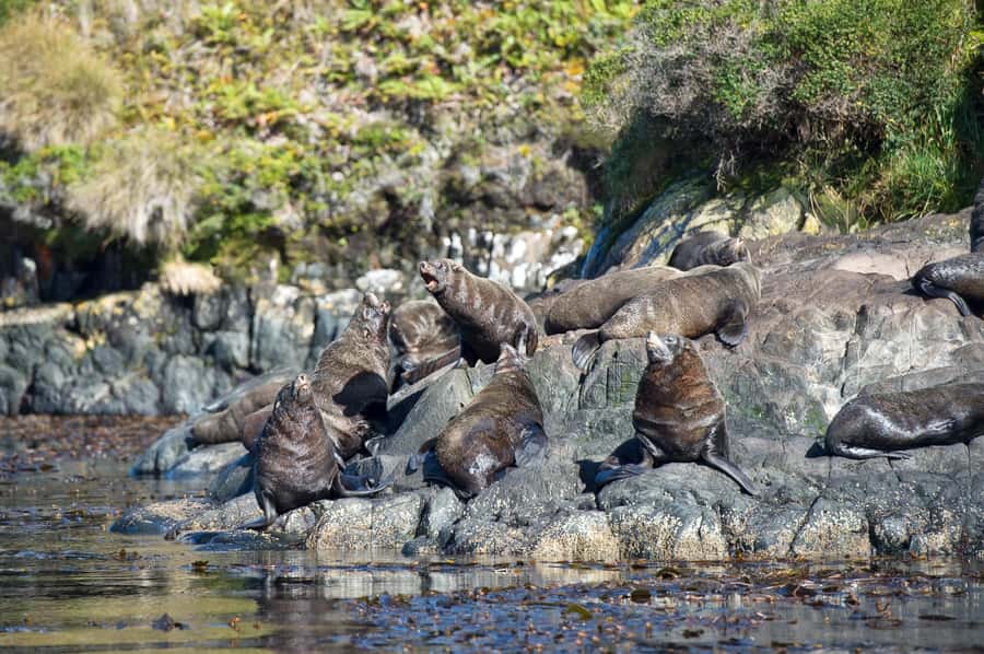 Punta Arenas: Full-Day Whales, Penguins, and Glaciers Tour - Glacier time near Cape Froward: what you’re really paying for