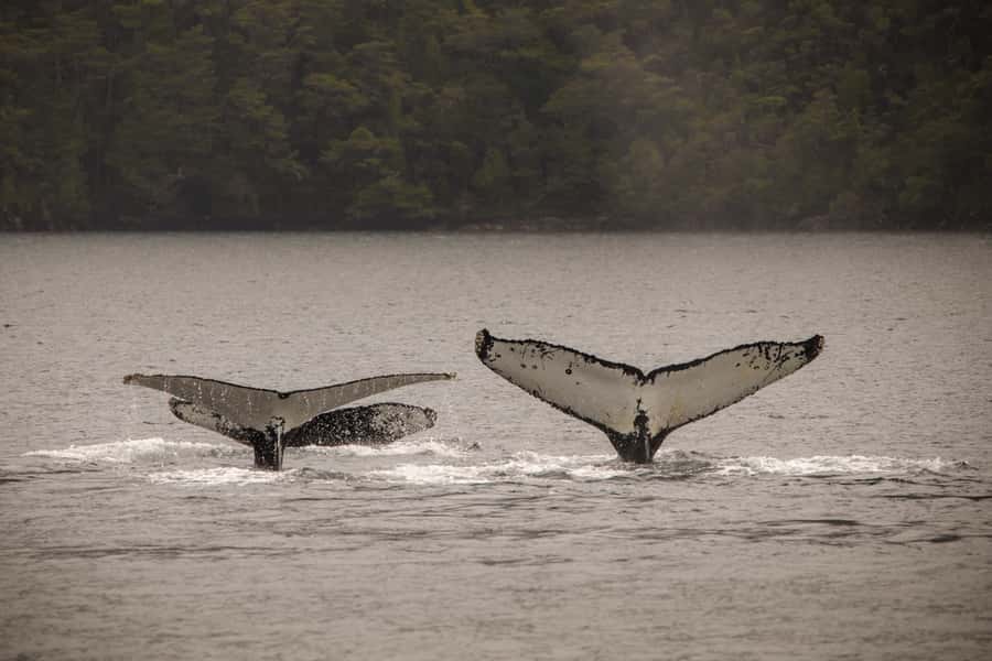 Punta Arenas: Full-Day Whales, Penguins, and Glaciers Tour - On board: warmth, seating, and the comfort checklist