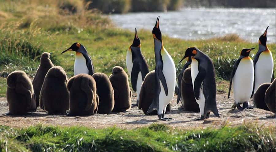 Punta Arenas: King Penguin Park and Tierra del Fuego Trip - Key highlights worth knowing