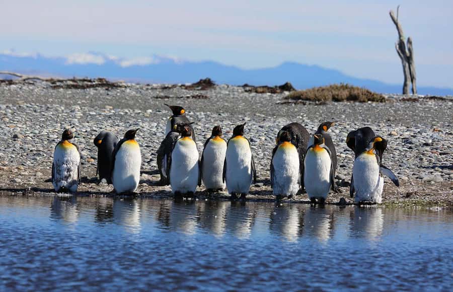 Punta Arenas: King Penguin Park and Tierra del Fuego Trip - The point of this day trip: king penguins plus the real distance