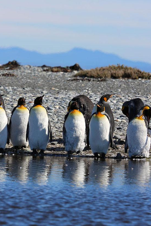 Punta Arenas: King Penguin Park and Tierra del Fuego Trip - Porvenir and Plaza Selknam: a quick look at southern Patagonian life