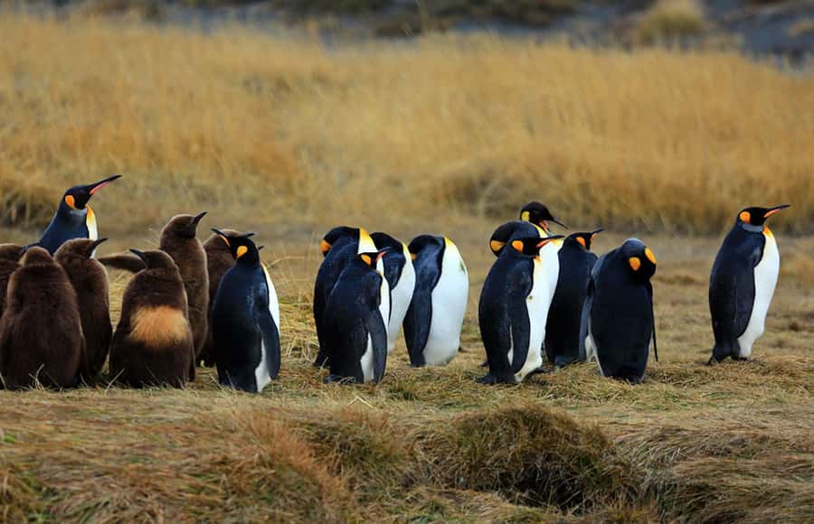 Punta Arenas: King Penguin Park and Tierra del Fuego Trip - Price and value: what you’re really paying for