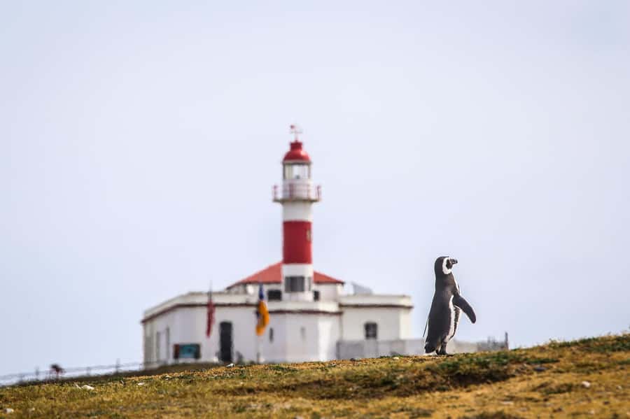 Punta Arenas: Magdalena Island Navigation & Penguin Walk - Key highlights worth your attention