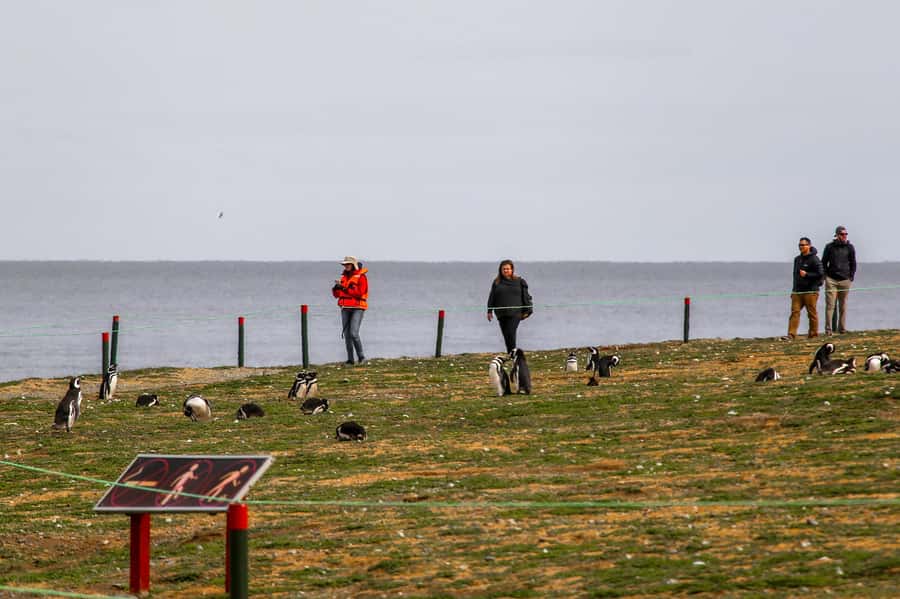 Punta Arenas: Magdalena Island Navigation & Penguin Walk - Punta Arenas to Magdalena Island: why this penguin walk feels special