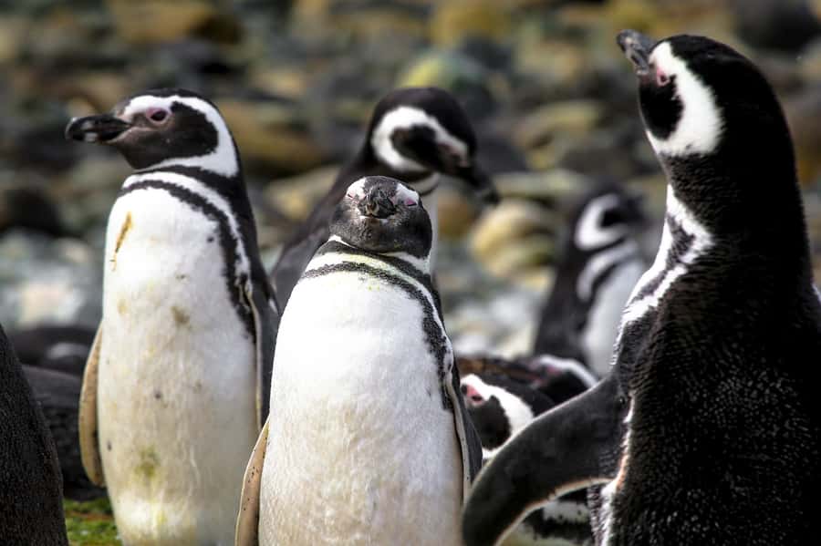 Punta Arenas: Magdalena Island Navigation & Penguin Walk - Arriving at the island dock and starting the guided visit