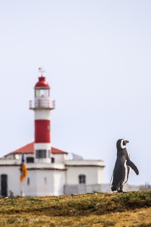 Punta Arenas: Magdalena Island Navigation & Penguin Walk - Wildlife beyond penguins: birds on the island and animals at sea
