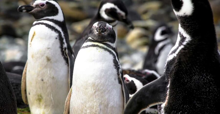 Punta Arenas: Magdalena Island Navigation & Penguin Walk - Logistics that can trip you up: meeting points and transport expectations