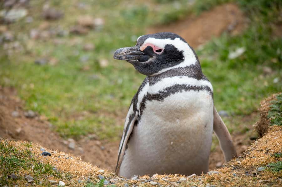 Punta Arenas: Magdalena Island Navigation & Penguin Walk - What to bring and what rules you’ll need to follow
