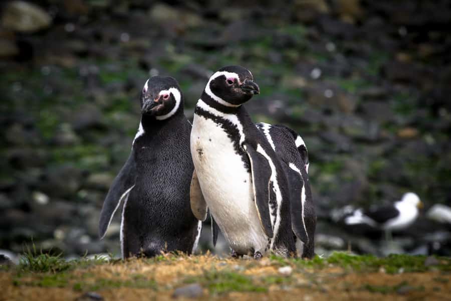 Punta Arenas: Magdalena Island Navigation & Penguin Walk - The boat crossing: the part you can’t skip