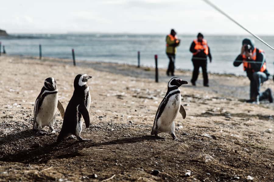 Punta Arenas: Walk with Penguins on Magdalena & Marta Island - Key things that make this tour special