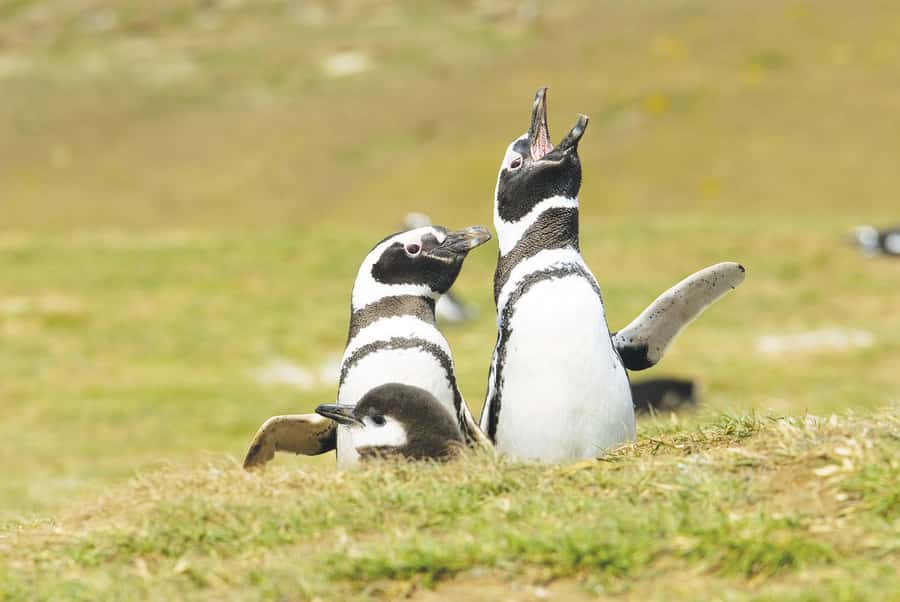 Punta Arenas: Walk with Penguins on Magdalena & Marta Island - Practical tips you’ll be glad you packed