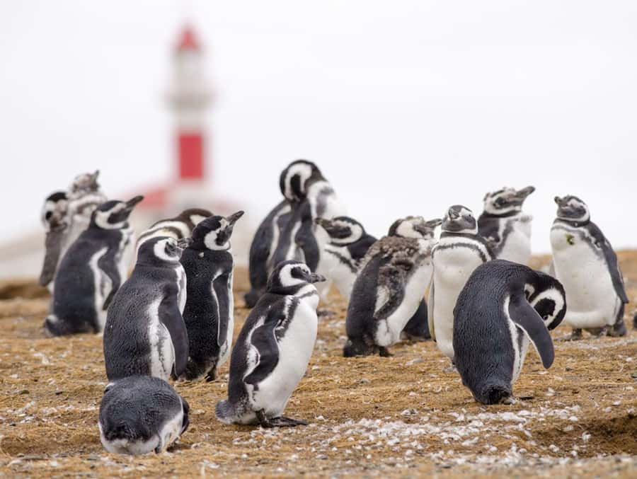 Punta Arenas: Walk with Penguins on Magdalena & Marta Island - The penguin walk: what it feels like, and how to get the best views