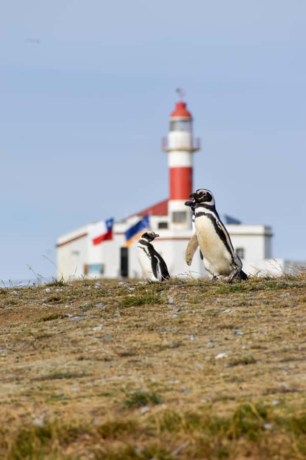 Punta Arenas: Walk with Penguins on Magdalena & Marta Island - Isla Marta sea lions: the point where things get loud and crowded with life