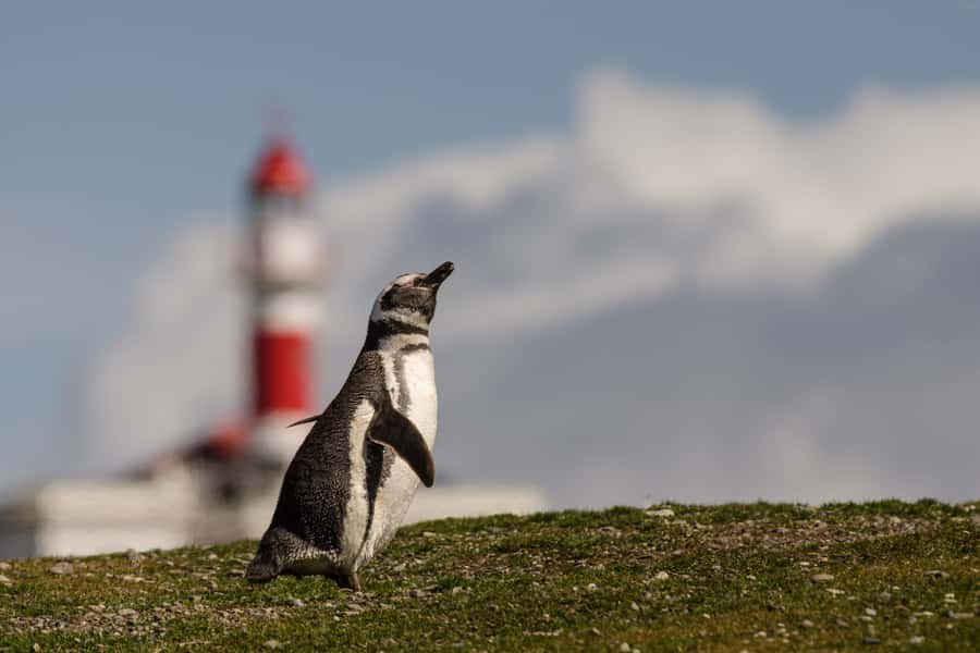 Punta Arenas: Walk with Penguins on Magdalena & Marta Island - Wildlife spotting beyond penguins and sea lions, including whales and dolphins