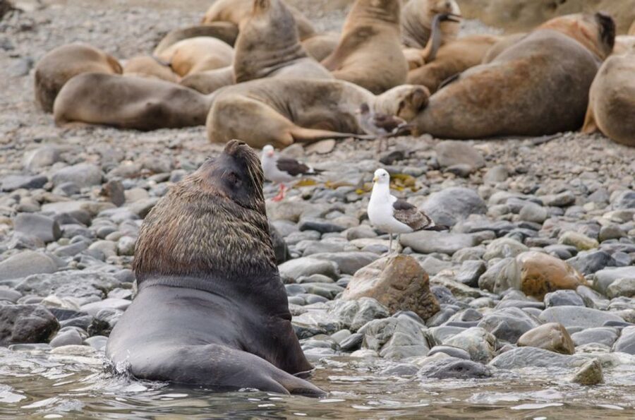Punta Arenas: Walk with Penguins on Magdalena & Marta Island - Price and value: is $150 worth it for five hours of wildlife action?