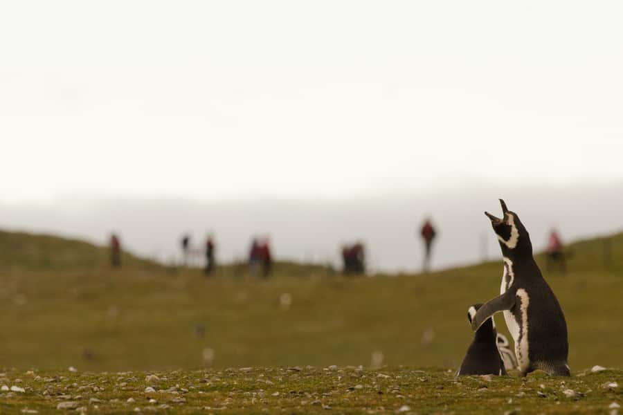 Punta Arenas: Walk with Penguins on Magdalena & Marta Island - Who this tour suits best, and who should skip it